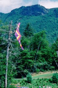 Hang glider caught in a tree at Grandfather Mountain in September 1975